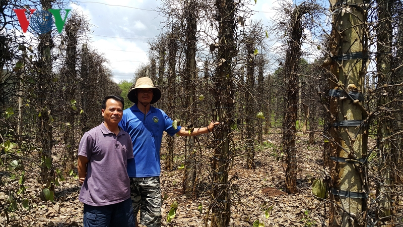 Gia Lai: Người trồng hồ tiêu nợ nần, ngân hàng lúng túng (24/5/2019)